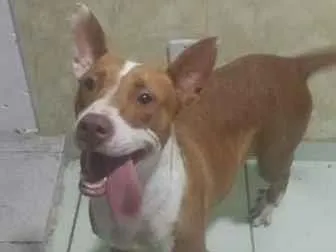 Cachorro raça Pit-Bull idade 1 ano nome Pandora