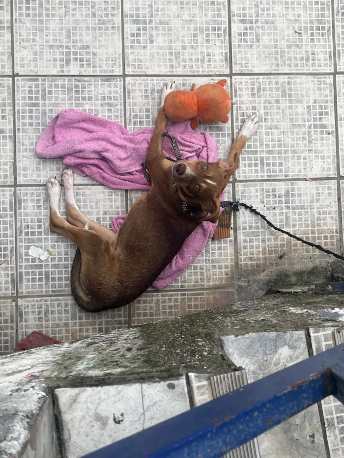 Cachorro raça SRD-ViraLata idade 7 a 11 meses nome Belinha