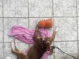 Belinha