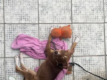 Cachorro raça SRD-ViraLata idade 7 a 11 meses nome Belinha