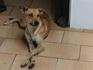 Cachorro raça SRD-ViraLata idade 1 ano nome Nick