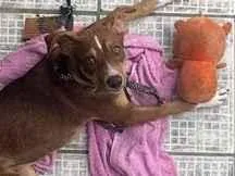Cachorro raça SRD-ViraLata idade 7 a 11 meses nome Belinha