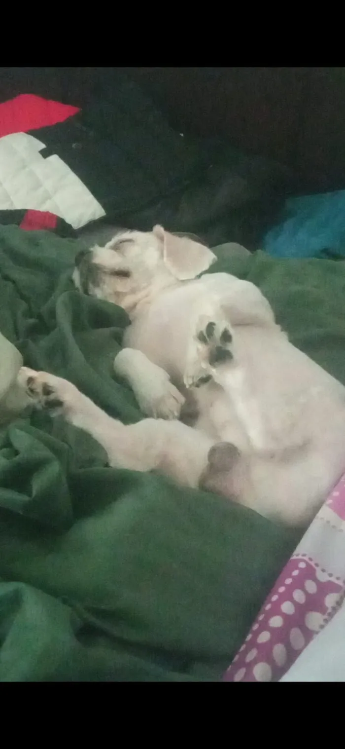 Cachorro raça Lhasa Apso idade 4 anos nome Billy