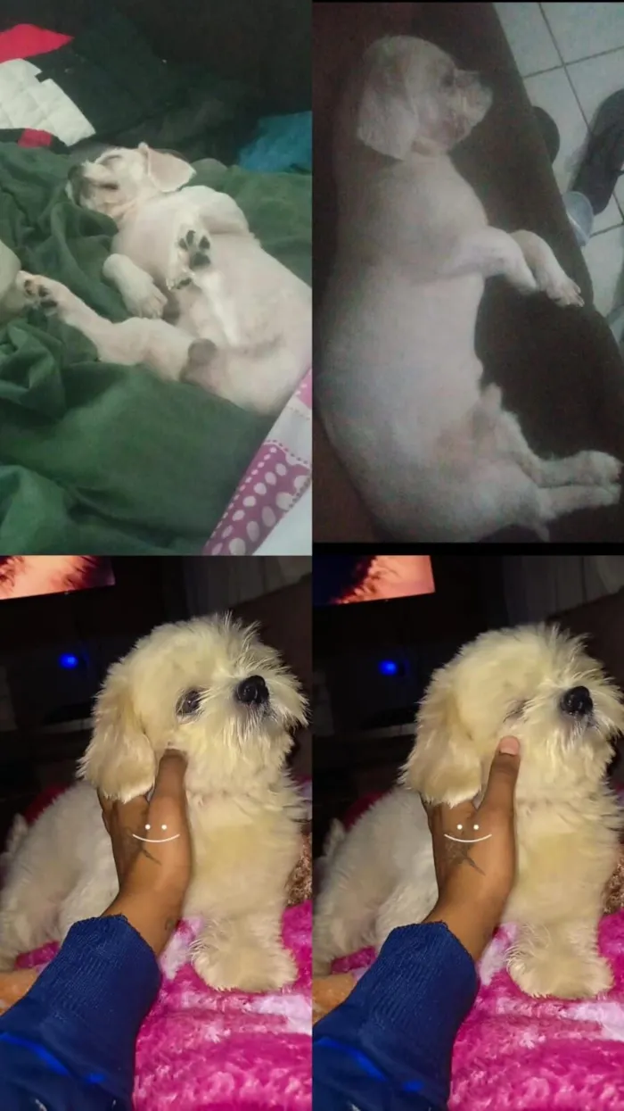 Cachorro raça Lhasa Apso idade 4 anos nome Billy