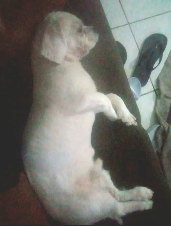Cachorro raça Lhasa Apso idade 4 anos nome Billy
