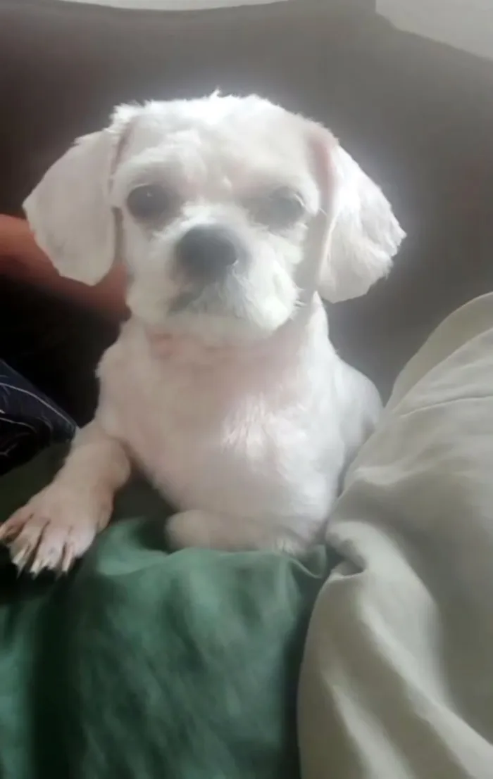 Cachorro raça Lhasa Apso idade 4 anos nome Billy