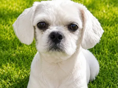 Cachorro raça Lhasa Apso idade 4 anos nome Billy