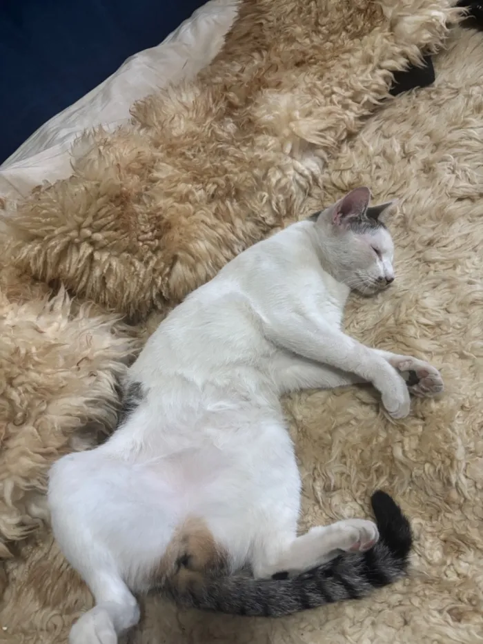 Gato raça SRD-ViraLata idade 1 ano nome Taylor Swift