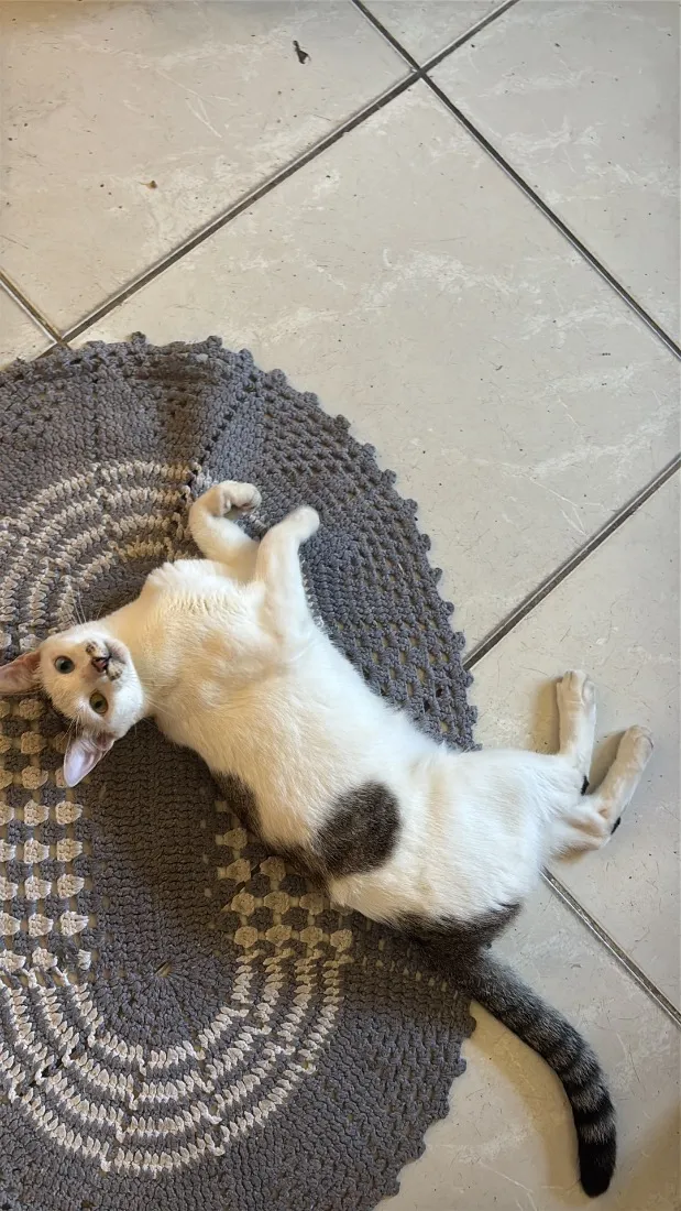 Gato raça SRD-ViraLata idade 1 ano nome Taylor Swift