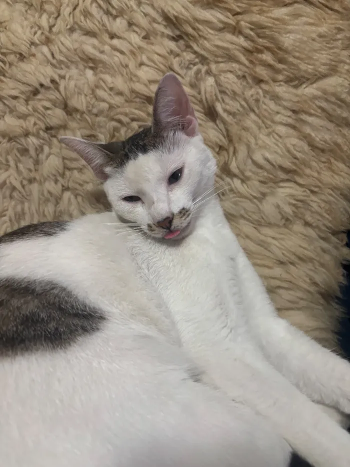 Gato raça SRD-ViraLata idade 1 ano nome Taylor Swift