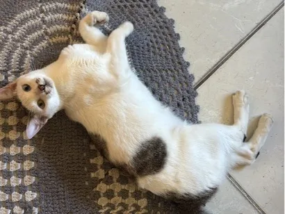 Gato raça SRD-ViraLata idade 1 ano nome Taylor Swift