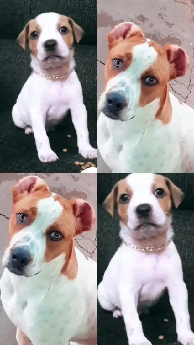 Cachorro raça SRD-ViraLata idade 2 anos nome urso 