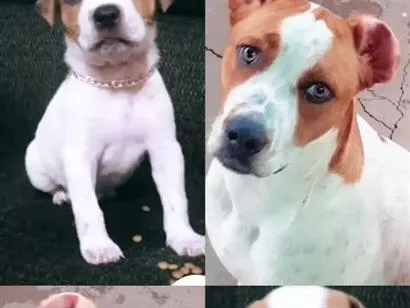 Cachorro raça SRD-ViraLata idade 2 anos nome urso 