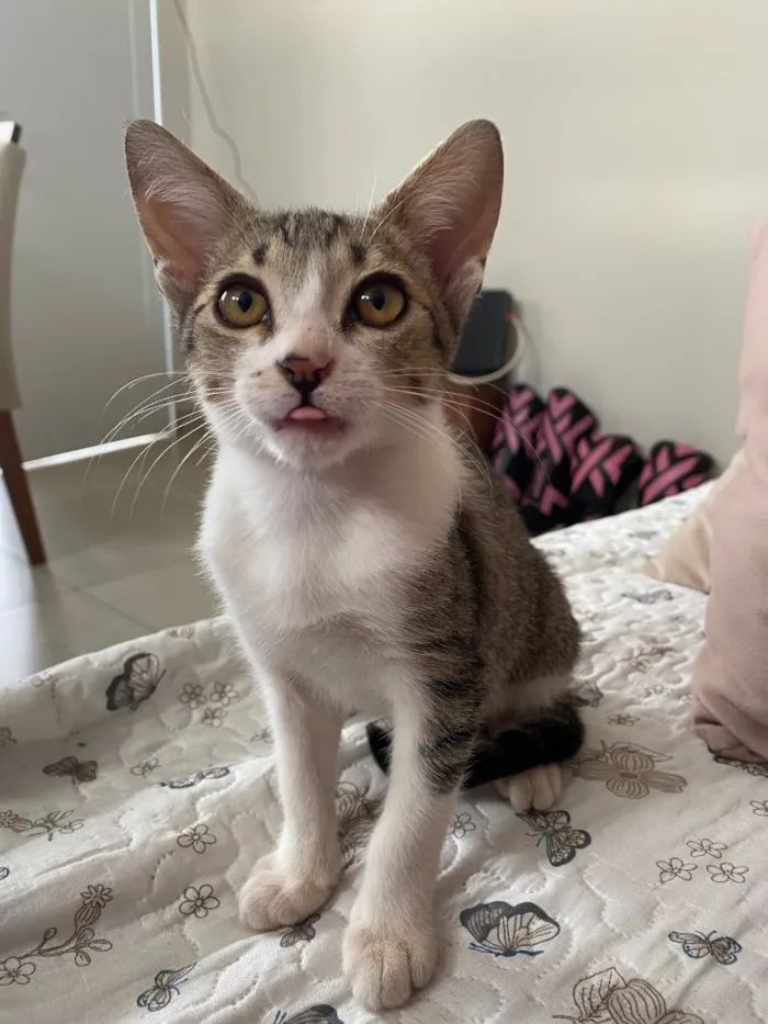 Gato raça SRD-ViraLata idade 2 a 6 meses nome Romeu