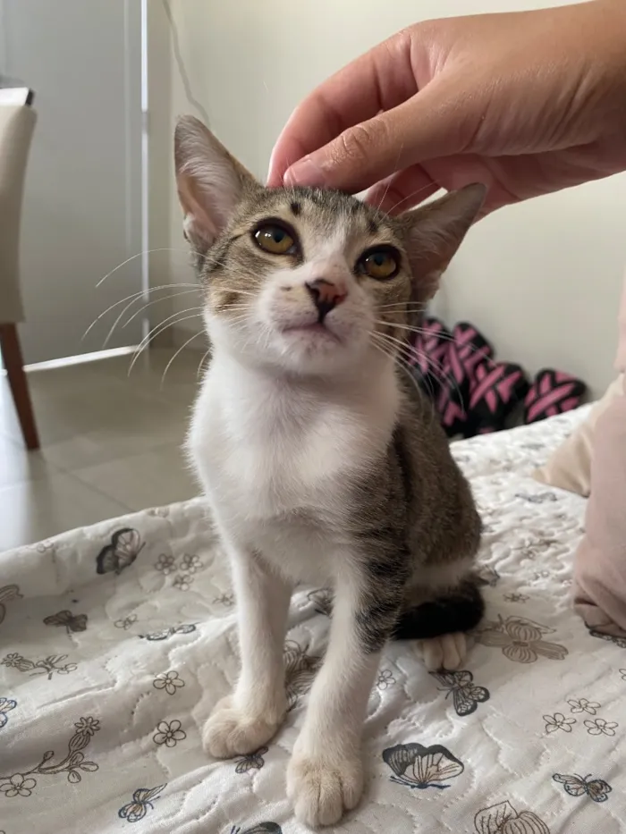 Gato raça SRD-ViraLata idade 2 a 6 meses nome Romeu
