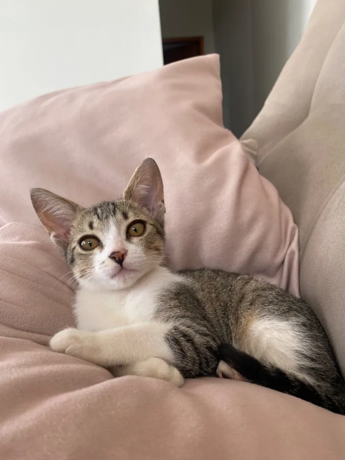 Gato raça SRD-ViraLata idade 2 a 6 meses nome Romeu