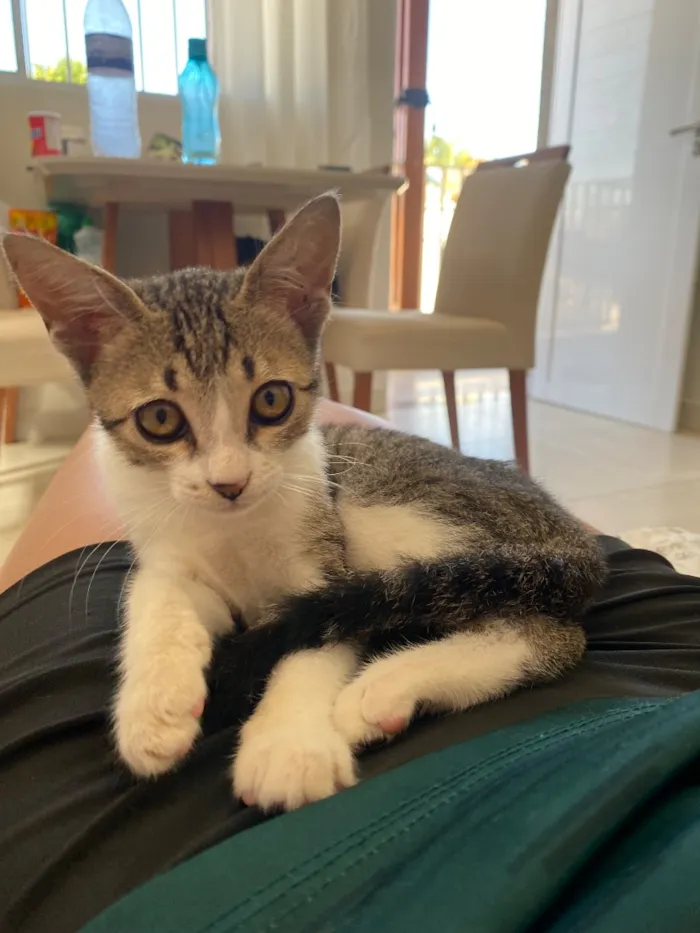 Gato raça SRD-ViraLata idade 2 a 6 meses nome Romeu