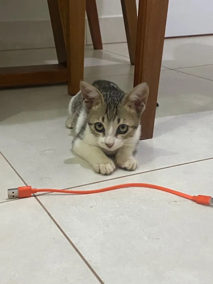 Gato raça SRD-ViraLata idade 2 a 6 meses nome Romeu