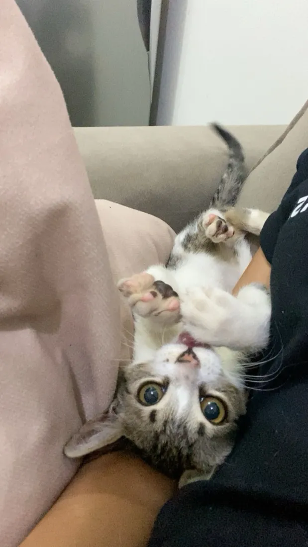 Gato raça SRD-ViraLata idade 2 a 6 meses nome Romeu