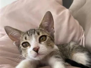 Gato raça SRD-ViraLata idade 2 a 6 meses nome Romeu