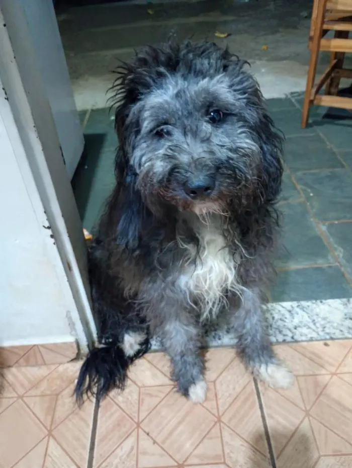 Cachorro raça SRD-ViraLata idade 2 a 6 meses nome Enzo