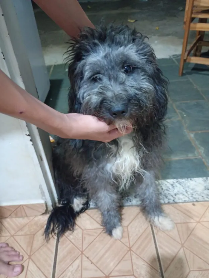 Cachorro raça SRD-ViraLata idade 2 a 6 meses nome Enzo