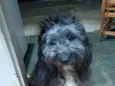 Enzo