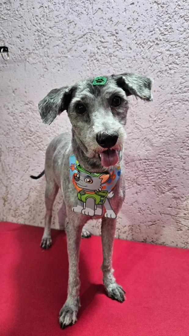 Cachorro raça Poodle idade 5 anos nome Teo