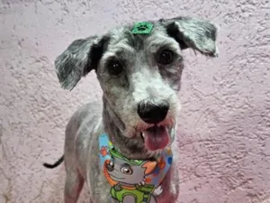 Cachorro raça Poodle idade 5 anos nome Teo