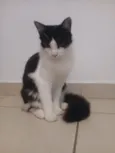 Frajola