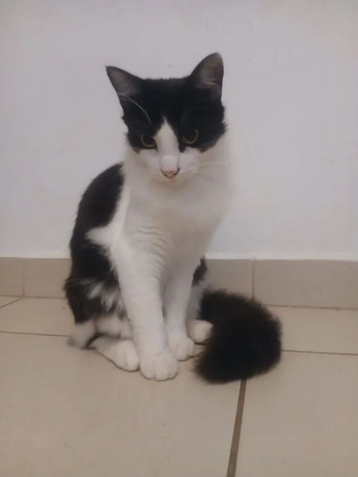 Gato raça SRD-ViraLata idade 7 a 11 meses nome Frajola