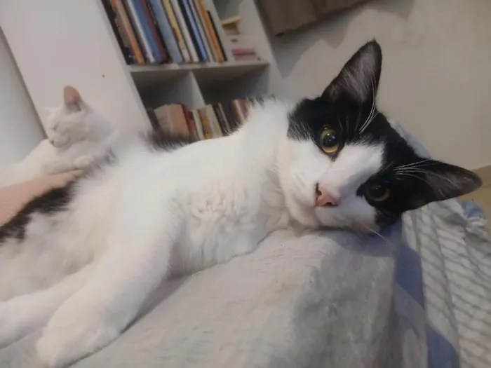 Gato raça SRD-ViraLata idade 7 a 11 meses nome Frajola