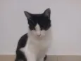 Frajola