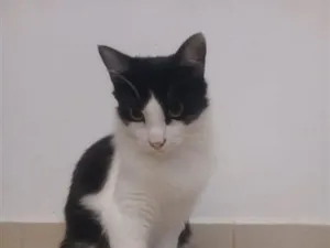 Gato raça SRD-ViraLata idade 7 a 11 meses nome Frajola