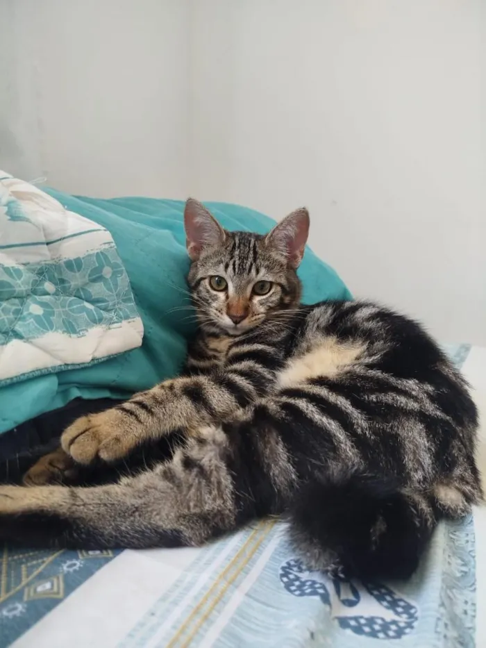Gato raça SRD-ViraLata idade 7 a 11 meses nome Max