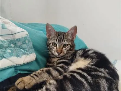 Gato raça SRD-ViraLata idade 7 a 11 meses nome Max