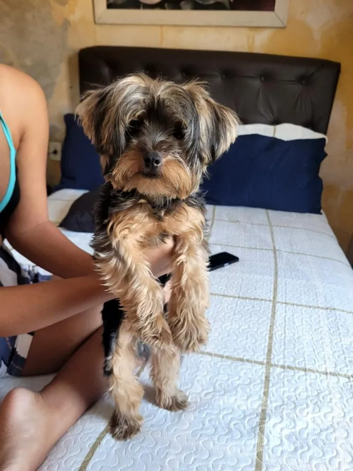 Cachorro raça SRD-ViraLata idade 7 a 11 meses nome Perseu