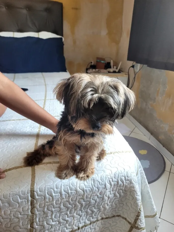 Cachorro raça SRD-ViraLata idade 7 a 11 meses nome Perseu