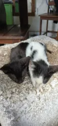luna e malhada 