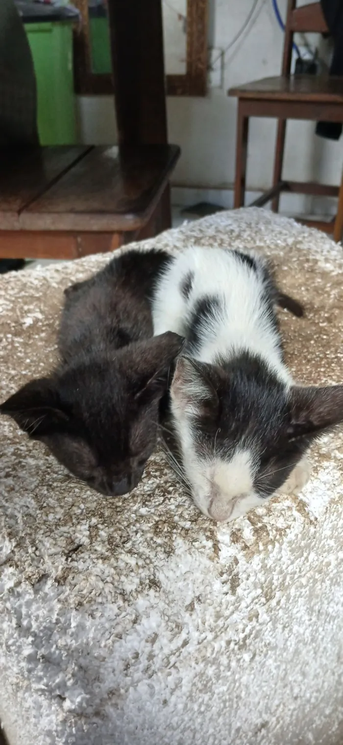 Gato raça USRD-ViraLata idade Abaixo de 2 meses nome luna e malhada 