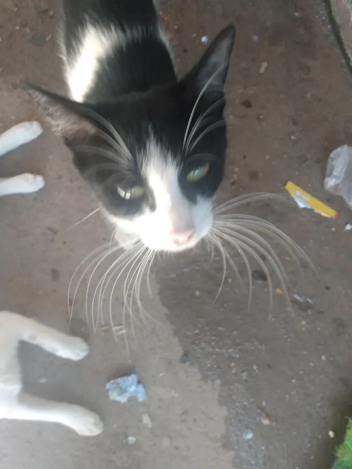 Gato raça SRD-ViraLata idade 2 a 6 meses nome Sem nome 