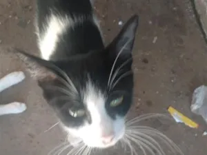 Gato raça SRD-ViraLata idade 2 a 6 meses nome Sem nome 