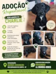 Charlie