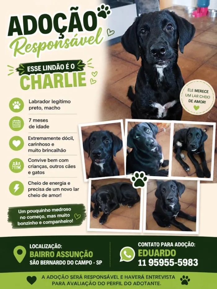 Cachorro raça Labrador idade 7 a 11 meses nome Charlie