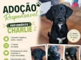 Charlie