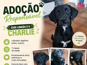 Cachorro raça Labrador idade 7 a 11 meses nome Charlie