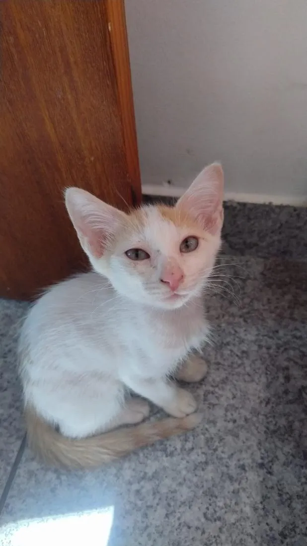 Gato raça SRD-ViraLata idade 2 a 6 meses nome Galeguinho 