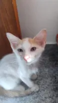 Galeguinho 