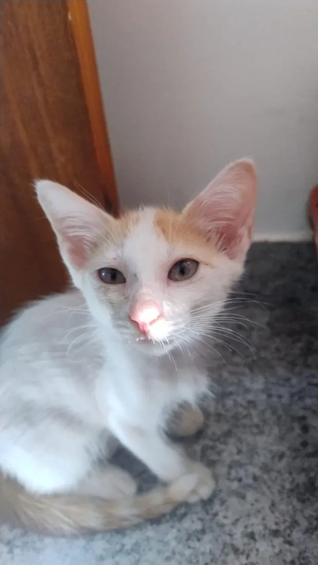 Gato raça SRD-ViraLata idade 2 a 6 meses nome Galeguinho 