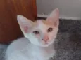 Galeguinho 